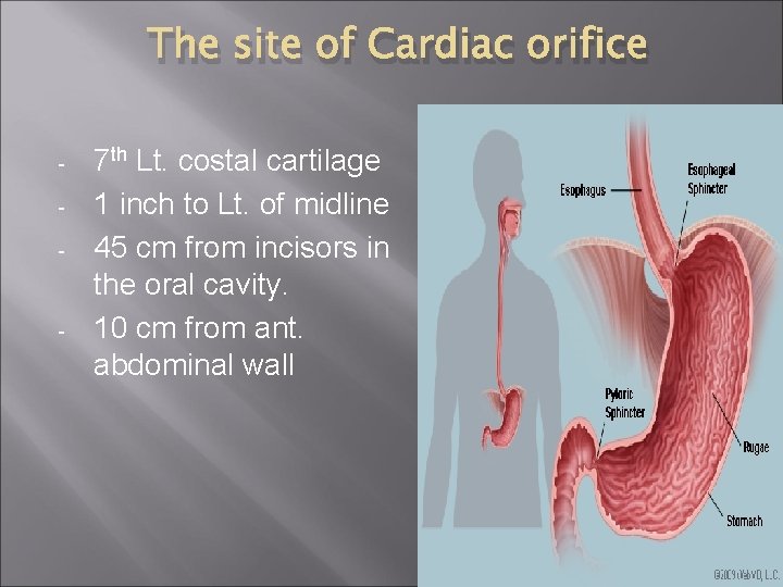 The site of Cardiac orifice - - 7 th Lt. costal cartilage 1 inch