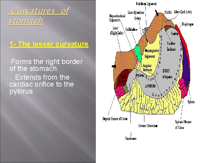 Curvatures of stomach 1 - The lesser curvature -Forms the right border of the