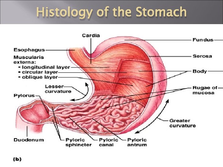 Histology of the Stomach 