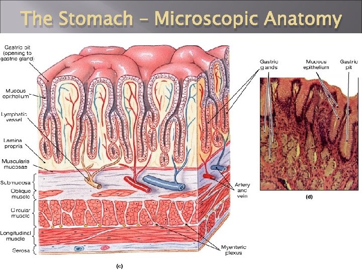 The Stomach – Microscopic Anatomy 