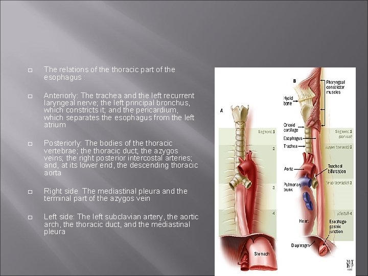 � The relations of the thoracic part of the esophagus : � Anteriorly: The