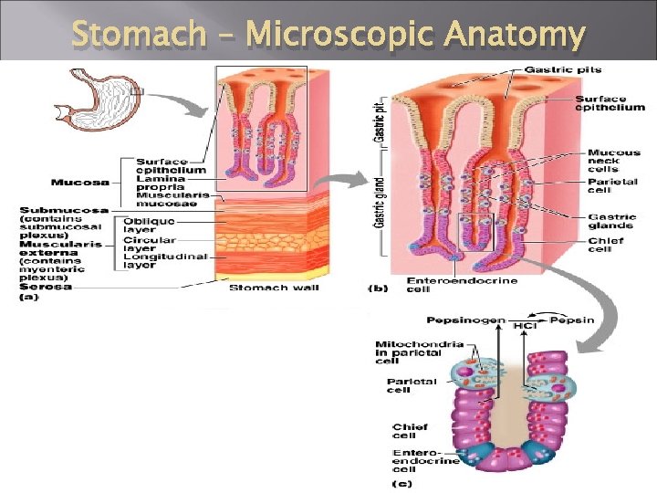 Stomach – Microscopic Anatomy 