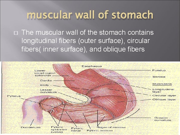 muscular wall of stomach � The muscular wall of the stomach contains longitudinal fibers