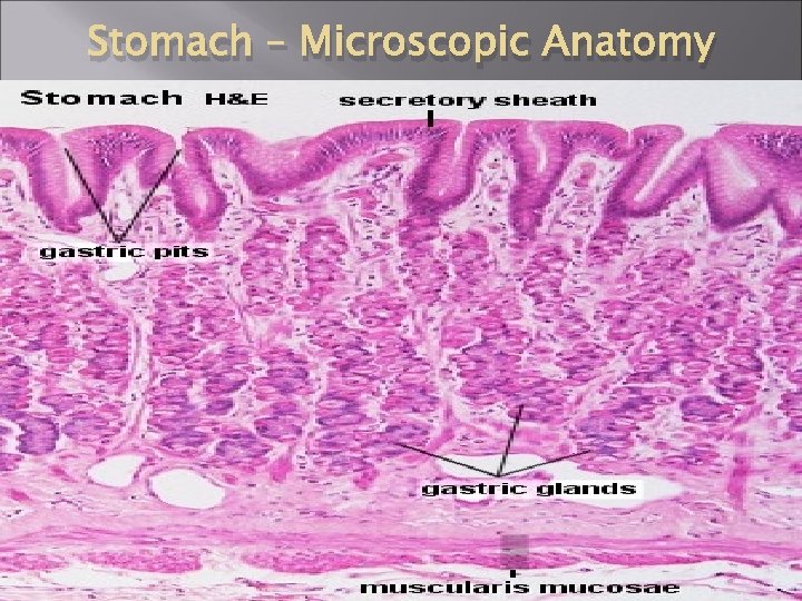 Stomach – Microscopic Anatomy 