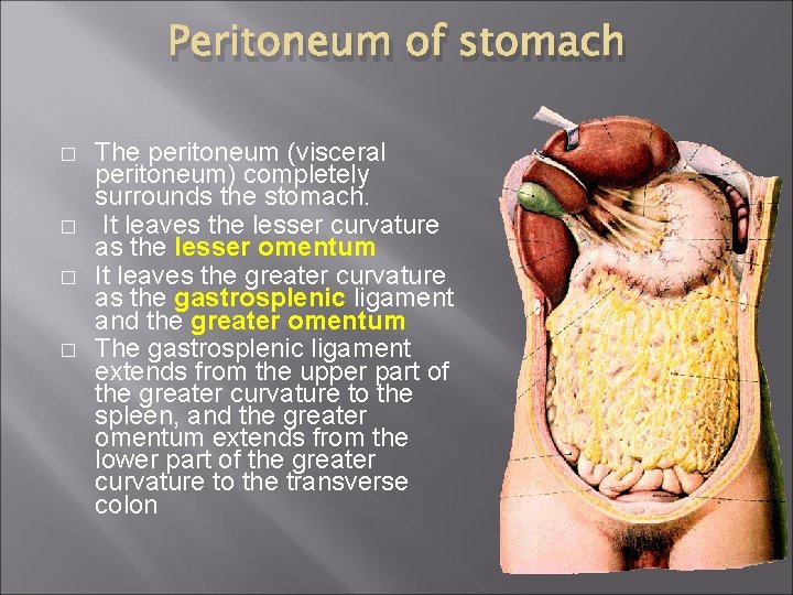 Peritoneum of stomach � � The peritoneum (visceral peritoneum) completely surrounds the stomach. It