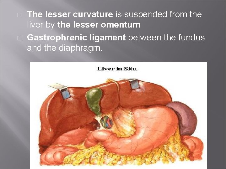 � � The lesser curvature is suspended from the liver by the lesser omentum