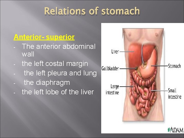 Relations of stomach Anterior- superior - The anterior abdominal wall - the left costal