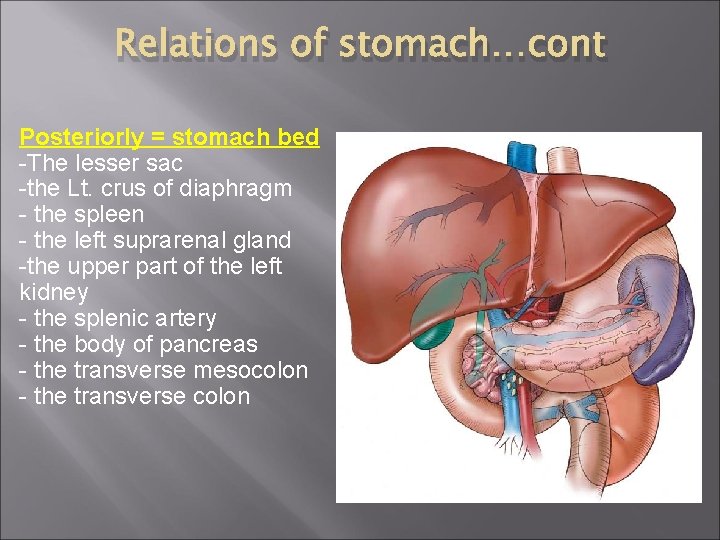 Relations of stomach…cont Posteriorly = stomach bed -The lesser sac -the Lt. crus of