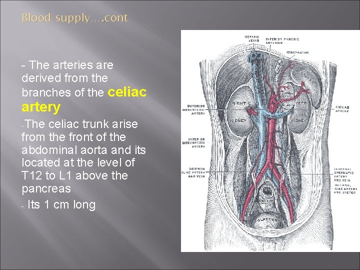 Blood supply…. cont - The arteries are derived from the branches of the celiac