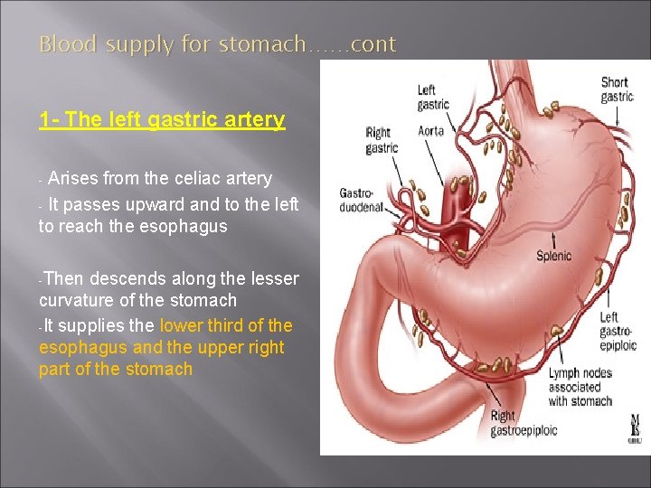 Blood supply for stomach……cont 1 - The left gastric artery Arises from the celiac