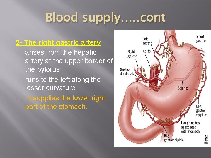 Blood supply…. . cont 2 - The right gastric artery arises from the hepatic
