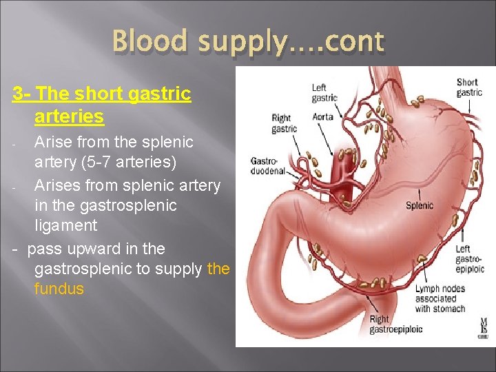 Blood supply…. cont 3 - The short gastric arteries Arise from the splenic artery