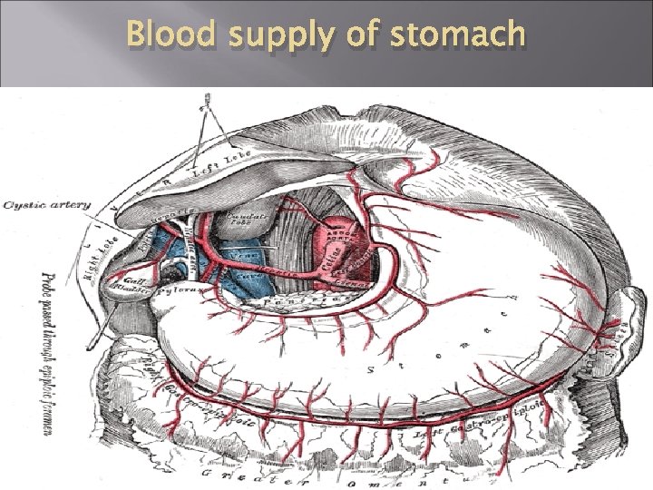 Blood supply of stomach 