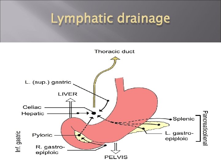 Lymphatic drainage 