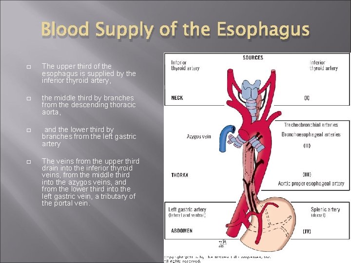 Blood Supply of the Esophagus � The upper third of the esophagus is supplied