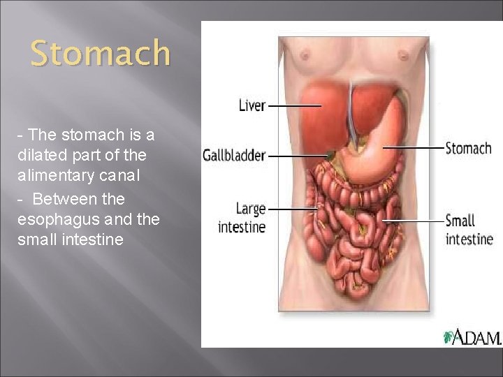 Stomach - The stomach is a dilated part of the alimentary canal - Between