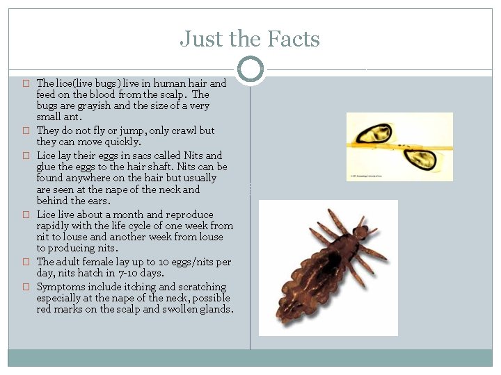 Just the Facts � The lice(live bugs) live in human hair and � �