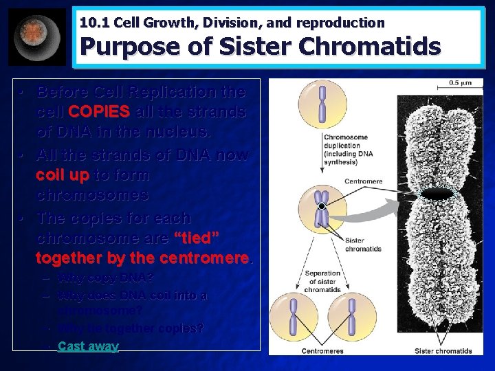 10. 1 Cell Growth, Division, and reproduction Purpose of Sister Chromatids • Before Cell