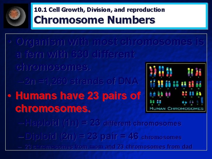 10. 1 Cell Growth, Division, and reproduction Chromosome Numbers • Organism with most chromosomes