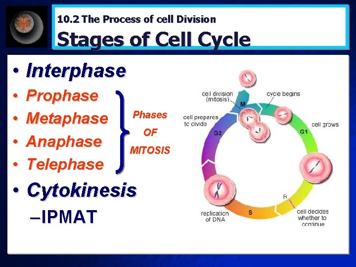 10. 2 The Process of cell Division Stages of Cell Cycle • Interphase •