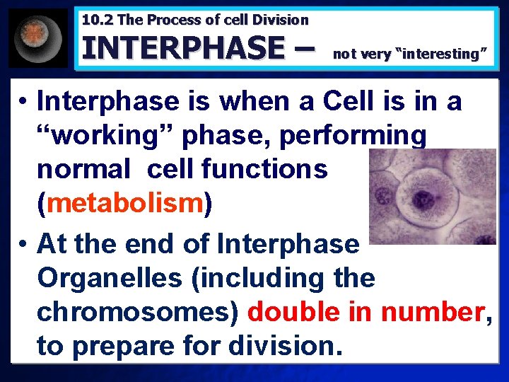 10. 2 The Process of cell Division INTERPHASE – not very “interesting” • Interphase