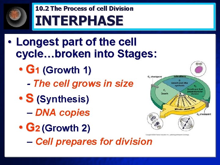 10. 2 The Process of cell Division INTERPHASE • Longest part of the cell