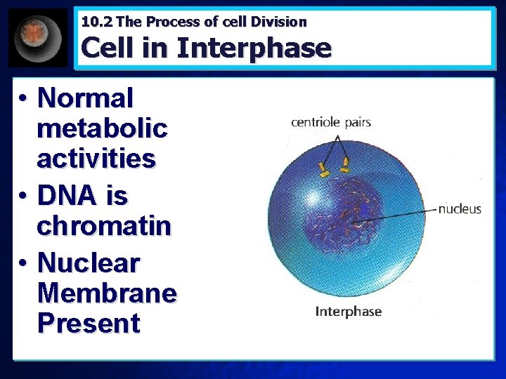 10. 2 The Process of cell Division Cell in Interphase • Normal metabolic activities