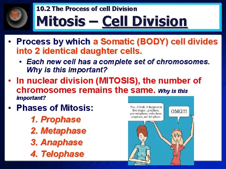 10. 2 The Process of cell Division Mitosis – Cell Division • Process by