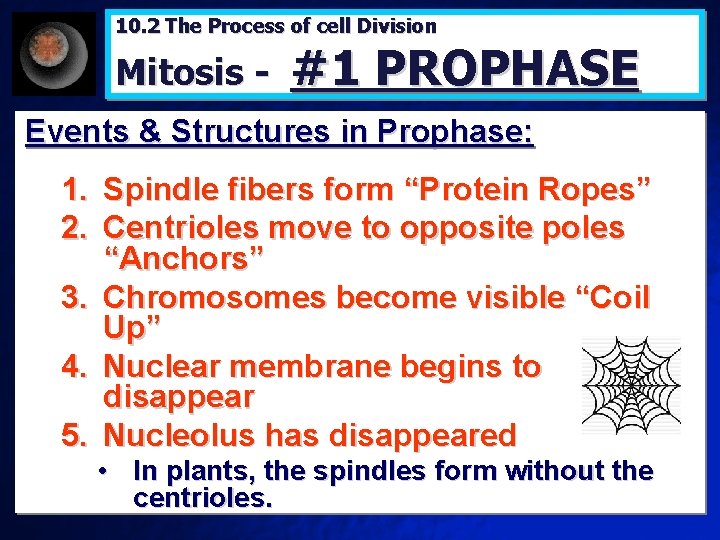 10. 2 The Process of cell Division Mitosis - #1 PROPHASE Events & Structures