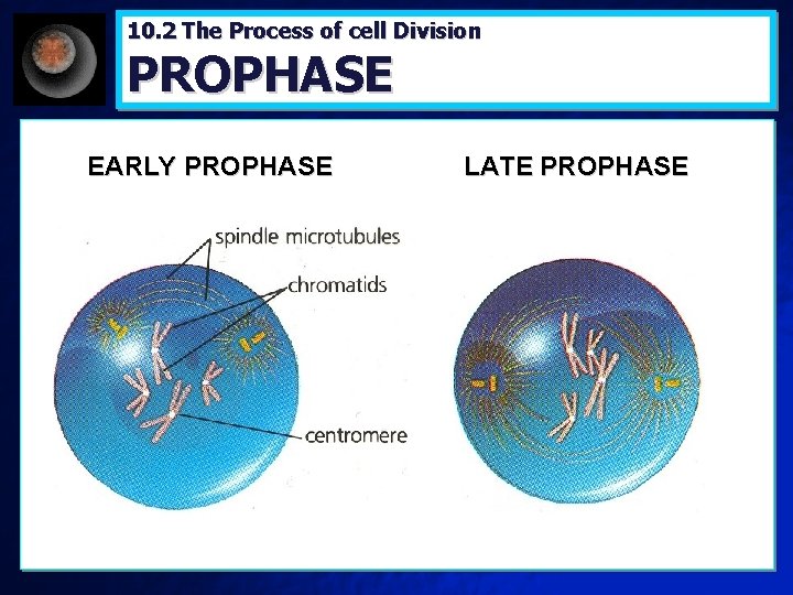 10. 2 The Process of cell Division PROPHASE EARLY PROPHASE LATE PROPHASE 