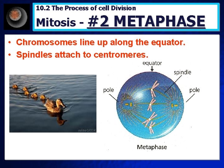 10. 2 The Process of cell Division Mitosis - #2 METAPHASE • Chromosomes line