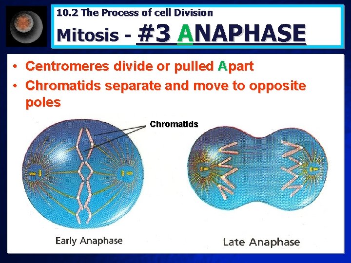 10. 2 The Process of cell Division Mitosis - #3 ANAPHASE • Centromeres divide