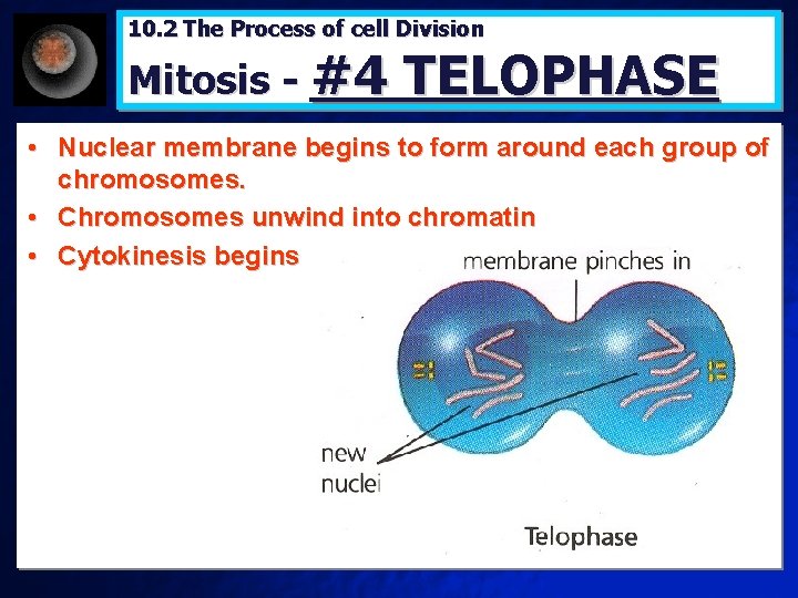 10. 2 The Process of cell Division Mitosis - #4 TELOPHASE • Nuclear membrane