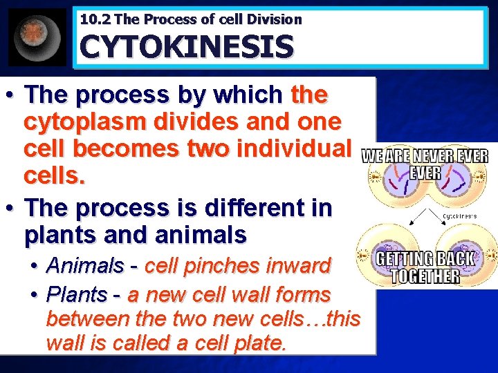 10. 2 The Process of cell Division CYTOKINESIS • The process by which the