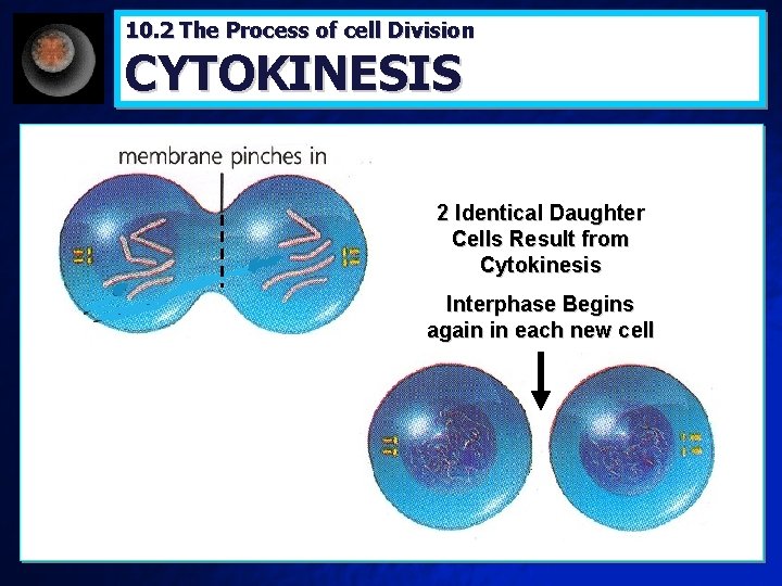 10. 2 The Process of cell Division CYTOKINESIS 2 Identical Daughter Cells Result from