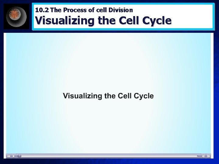 10. 2 The Process of cell Division Visualizing the Cell Cycle 