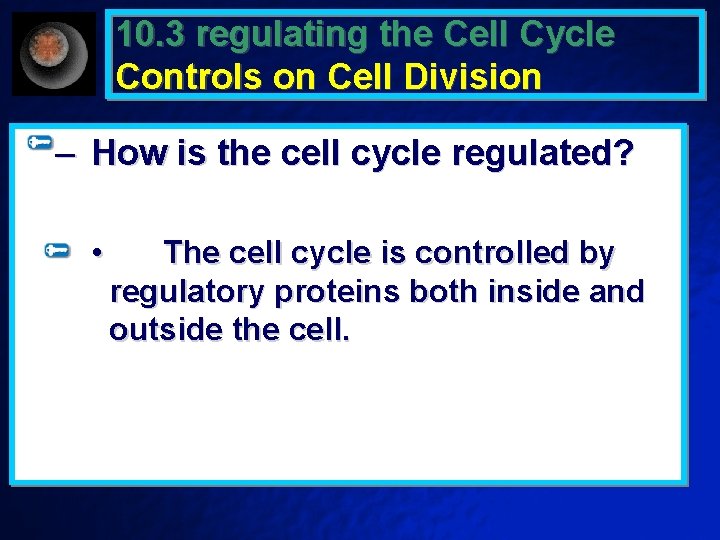 10. 3 regulating the Cell Cycle Controls on Cell Division – How is the