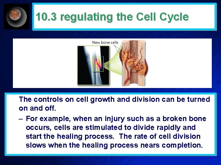 10. 3 regulating the Cell Cycle The controls on cell growth and division can