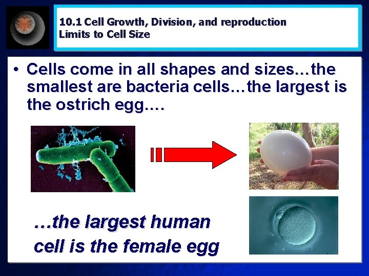10. 1 Cell Growth, Division, and reproduction Limits to Cell Size • Cells come