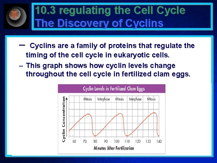 10. 3 regulating the Cell Cycle The Discovery of Cyclins – Cyclins are a