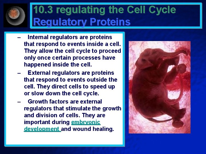 10. 3 regulating the Cell Cycle Regulatory Proteins – Internal regulators are proteins that