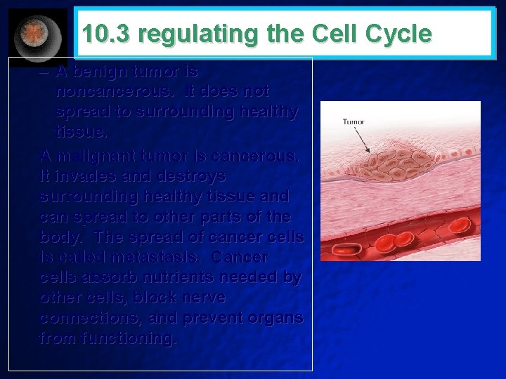 10. 3 regulating the Cell Cycle – A benign tumor is noncancerous. It does