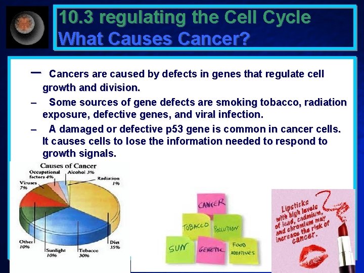 10. 3 regulating the Cell Cycle What Causes Cancer? – Cancers are caused by