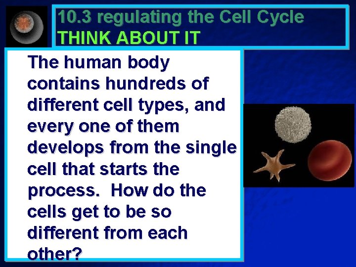 10. 3 regulating the Cell Cycle THINK ABOUT IT The human body contains hundreds