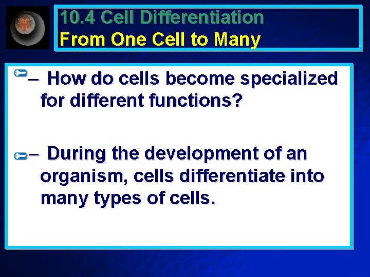 10. 4 Cell Differentiation From One Cell to Many – How do cells become