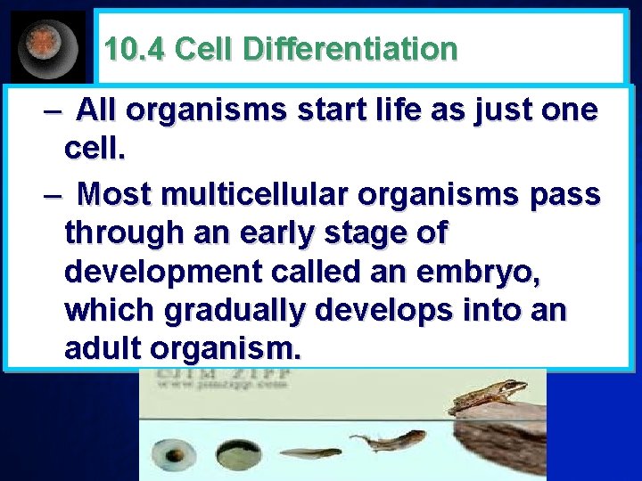 10. 4 Cell Differentiation – All organisms start life as just one cell. –