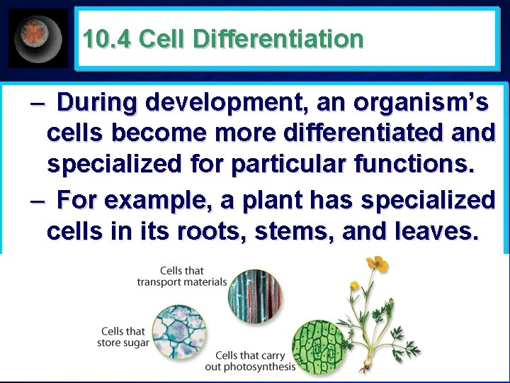 10. 4 Cell Differentiation – During development, an organism’s cells become more differentiated and