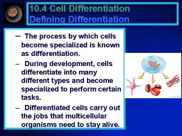 10. 4 Cell Differentiation Defining Differentiation – The process by which cells become specialized