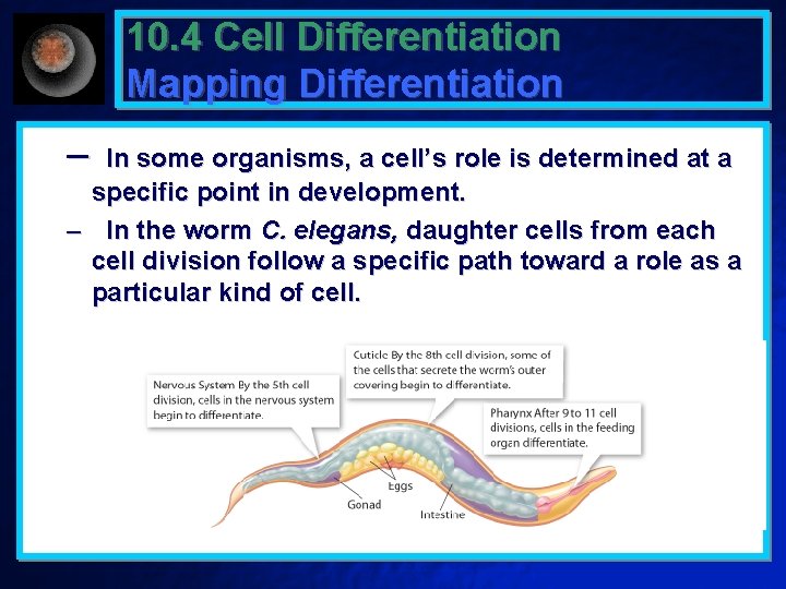10. 4 Cell Differentiation Mapping Differentiation – In some organisms, a cell’s role is