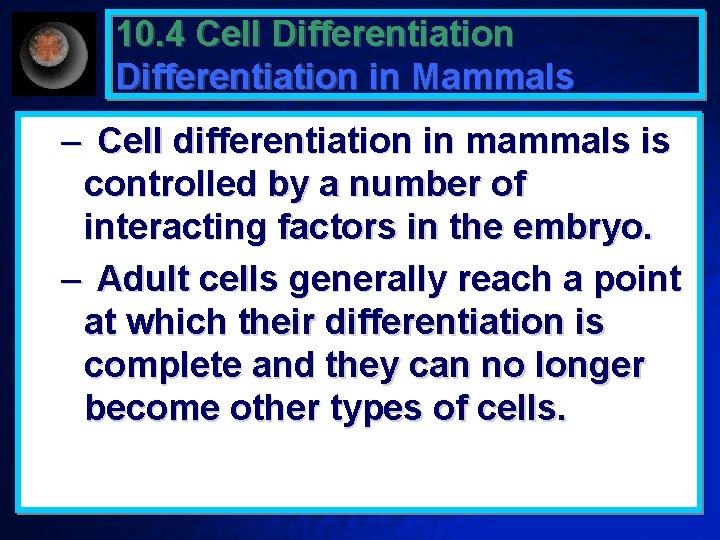 10. 4 Cell Differentiation in Mammals – Cell differentiation in mammals is controlled by